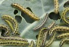 Tinderboxgarden-pests-and-diseases-6.jpg; ?>